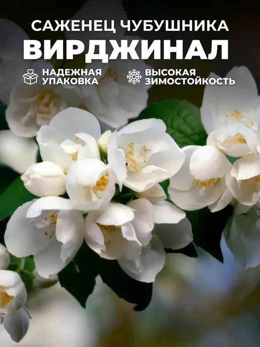 Саженцы Жасмина Купить В Москве С Доставкой