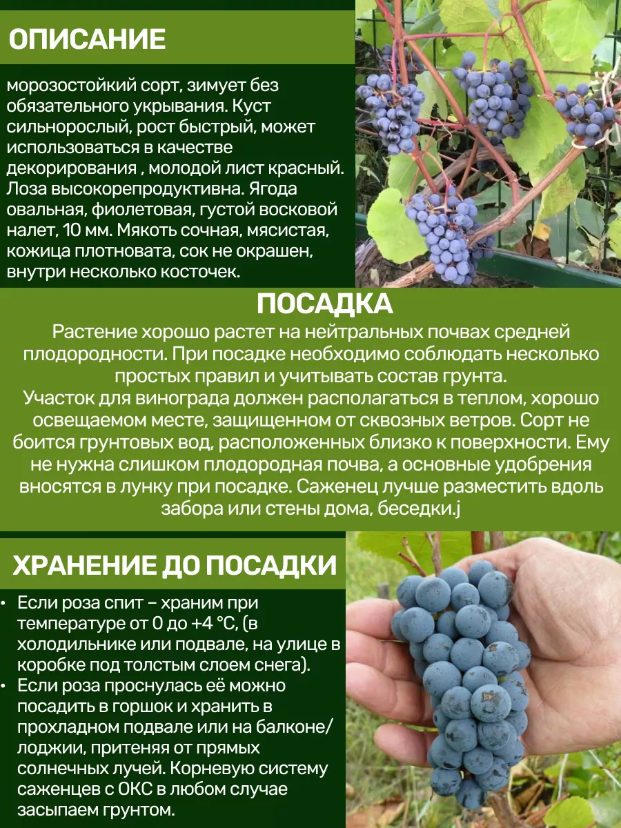 Саженцы Винограда Посадика купить по цене 370 ₽ в интернет-магазине  Wildberries | 192500884