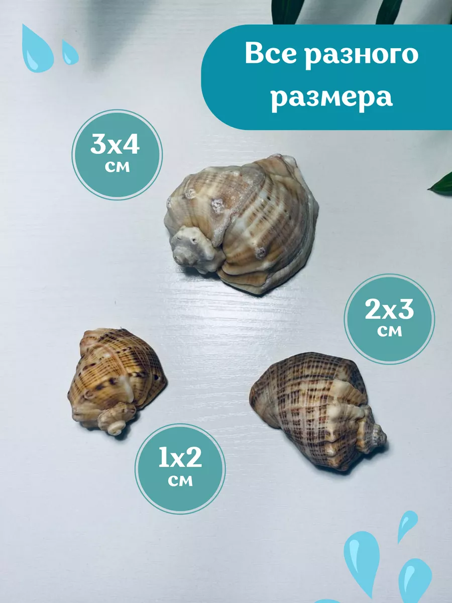 Ракушки рапана морские 3-7 см набор Лот 1