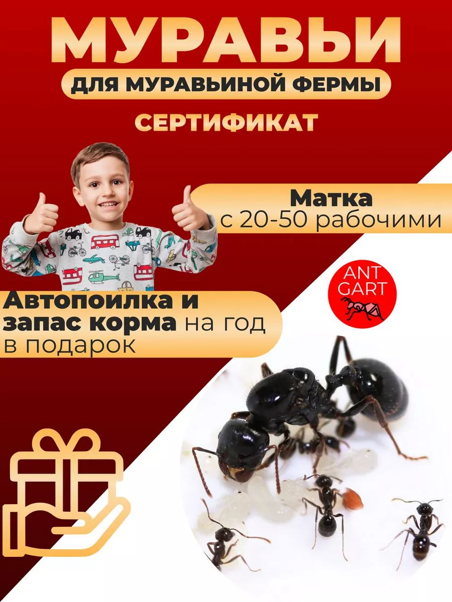 Муравьи живые жнецы для фермы муравьиная ферма купить по цене 919 ₽ в  интернет-магазине Wildberries | 193697765