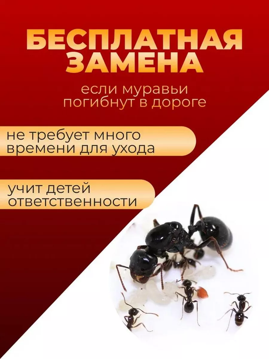 Муравьи живые жнецы для фермы муравьиная ферма купить по цене 919 ₽ в  интернет-магазине Wildberries | 193697765