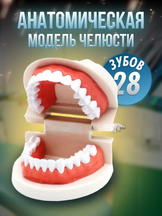 ANDKRIP DENTS Анатомическая модель челюсти и зубов