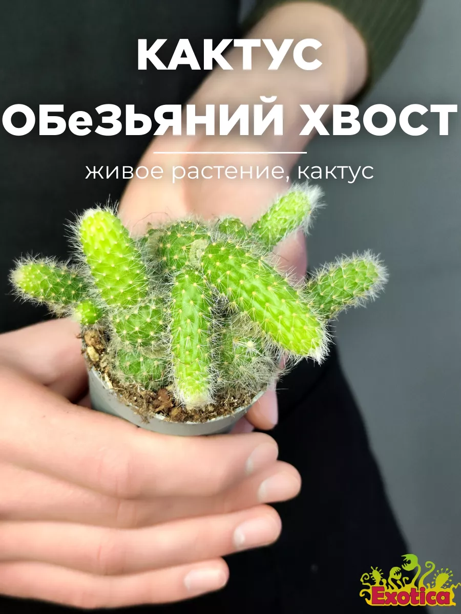 Кактус Обезьяний хвост, Хильдевинтера D6см Exotica купить по цене 1 296 ₽ в  интернет-магазине Wildberries | 196186020