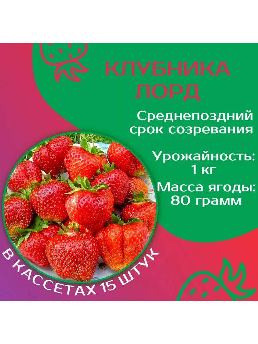 Саженцы клубники Лорд 15 штук купить по цене 919 ₽ в интернет-магазине  Wildberries | 197605202