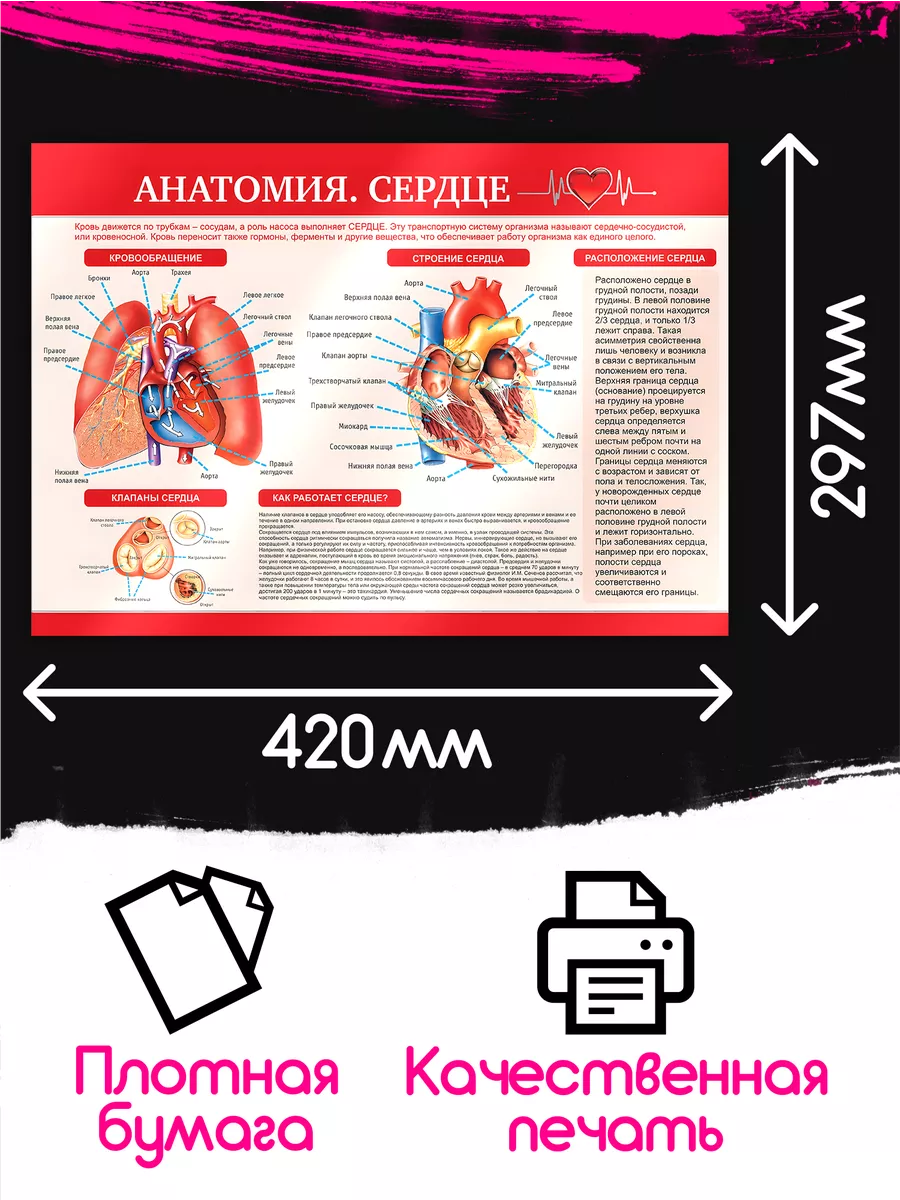 Постеры на стену интерьерные анатомия человека Posuta купить по цене 240 ₽  в интернет-магазине Wildberries | 197781335