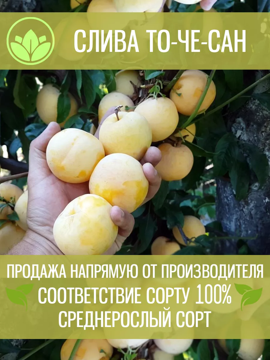 Слива То Че Сан Где Купить
