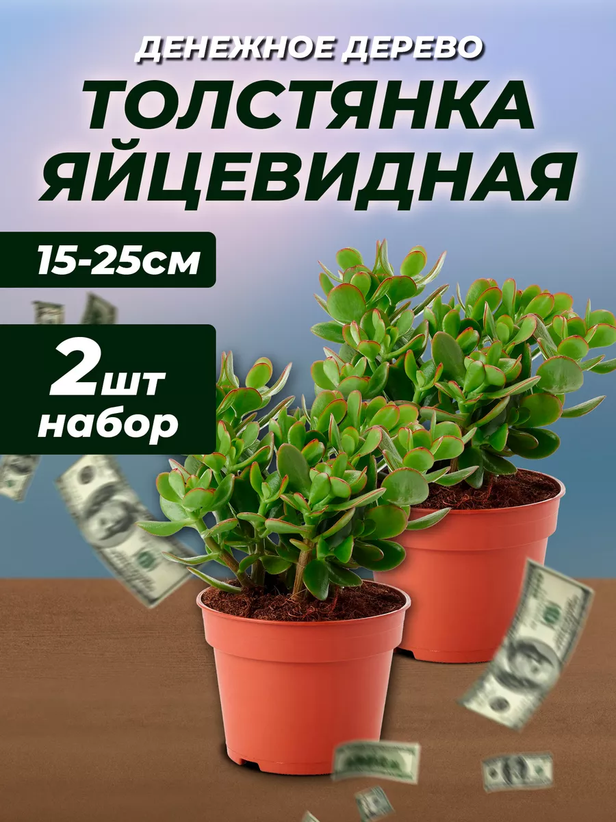 Денежное дерево, толстянка 15-25 см 2 шт Green Organic купить по цене 0 сум  в интернет-магазине Wildberries в Узбекистане | 198472312