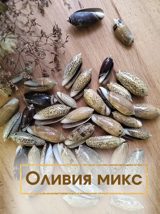 СЕДОВСКИЕ СУВЕНИРЫ. РАКУШКИ, МОРСКИЕ СУВЕНИРЫ