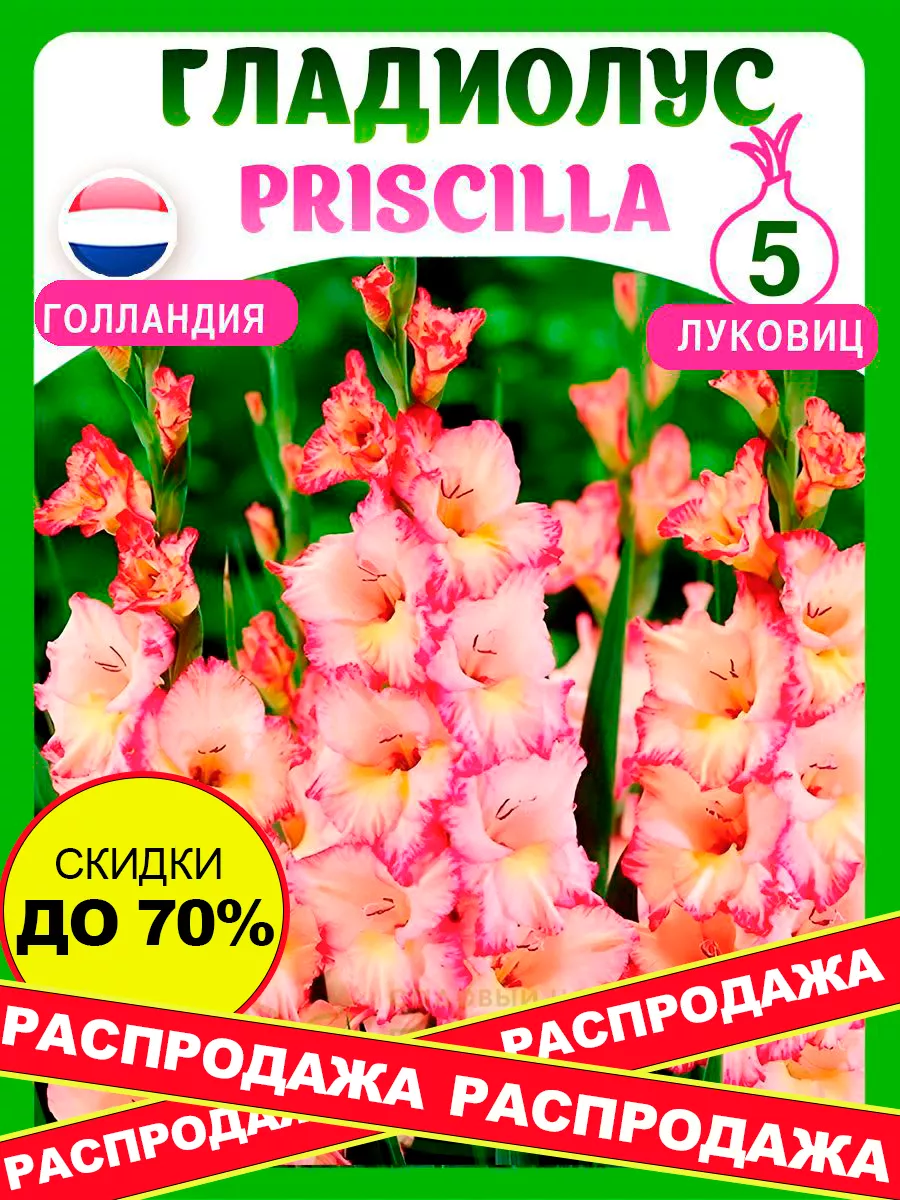 Гладиолусы луковицы крупноцветковые Priscilla МП